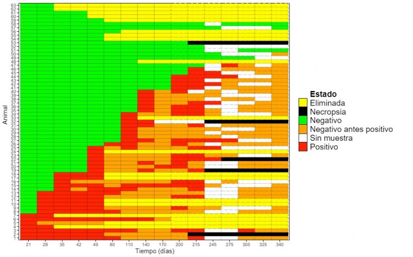 Figura&nbsp;1: Gr&aacute;fico que muestra la detecci&oacute;n longitudinal de M. hyopneumoniae en primerizas.&nbsp;
